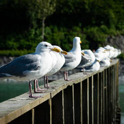 Mew gulls waiting for halibut scraps — Valdez, AK.