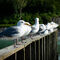 Mew gulls waiting for halibut scraps — Valdez, AK.