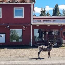 Rudi, das "Stammrentier", schaut regelmäßig vorbei.