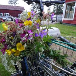 Nicole hat für Ronny Blumen zum Geburtstag gepflückt.