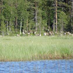 Rentierherde am Waldrand