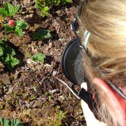 Fotomotiv: Multebeere