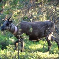 Ganzes Rentier unscharf