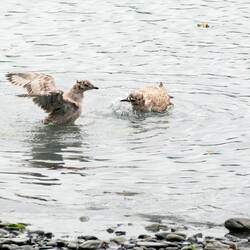 Mew gull fledgelings make an appearance on the beach at the campground — Valdez, AK.