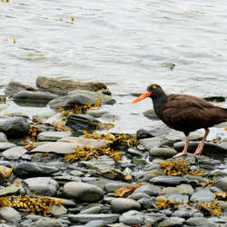 A black oyster catcher also shows up on the beach — Valdez, AK.