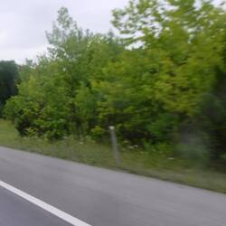 Bear Crossing sign 😱