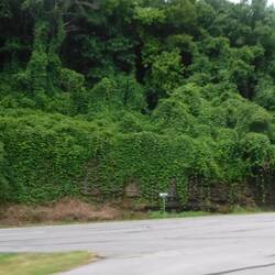 Kudzu, which is taking over Kentucky, sadly
