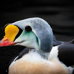 Portrait of a King Eider — Alaska Sealife Center in Seward, AK.