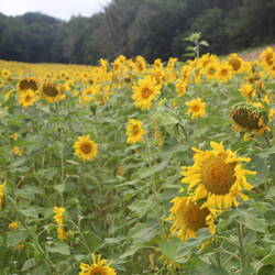 Immer wieder herrliche Sonnenblumenfelder