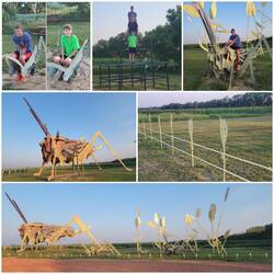 Grasshoppers in the Field