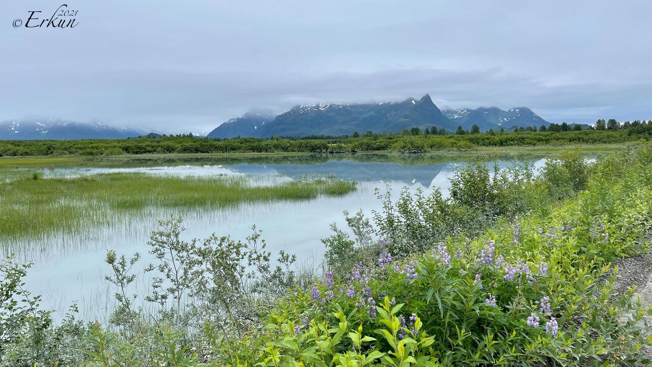 Can't resist reflections with lupines — Copper River Highway, AK.