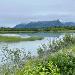 Can't resist reflections with lupines — Copper River Highway, AK.