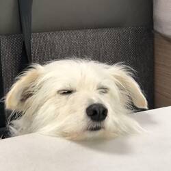 Snowy muss immer ihren Kopf aufstützen