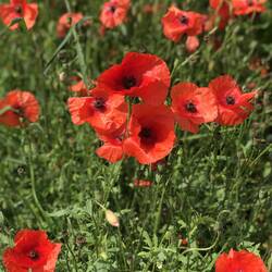 Ich liebe die Kornfelder im Sommer, die sehen einfach so vorlaut und dann auch noch die schönen Blum