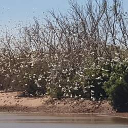 Little corellas