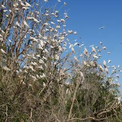 Little Corella