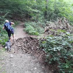 Der Baum ein Opfer der Wassermassen vom vergangenen Mittwoch!