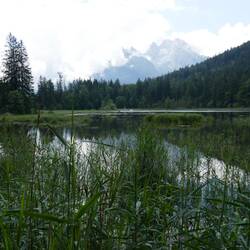 Taubensee