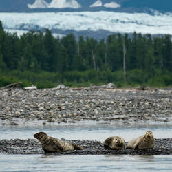 Harbor Seals with a distant glacier as a background — Copper River, AK.
