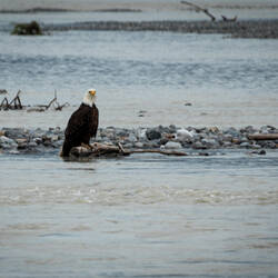 Bald eagles frequently fish the Copper River — Alaska.