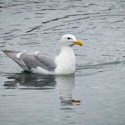 Glaucous-winged gull @ Hartney Bay — Cordova, AK.