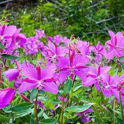 Brilliant fireweed on the road to Hartney Bay — Cordova, AK.
