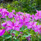 Brilliant fireweed on the road to Hartney Bay — Cordova, AK.
