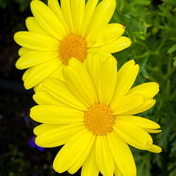 Golden bright flowers add cheer to an overcast day Hartney Bay — Cordova, AK.