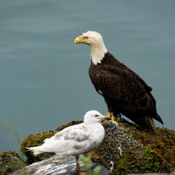 Bald eagle — Cordova, AK.