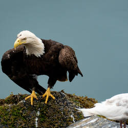 Bald eagle — Cordova, AK.