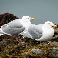 Glaucous-winged gulls — Cordova, AK.