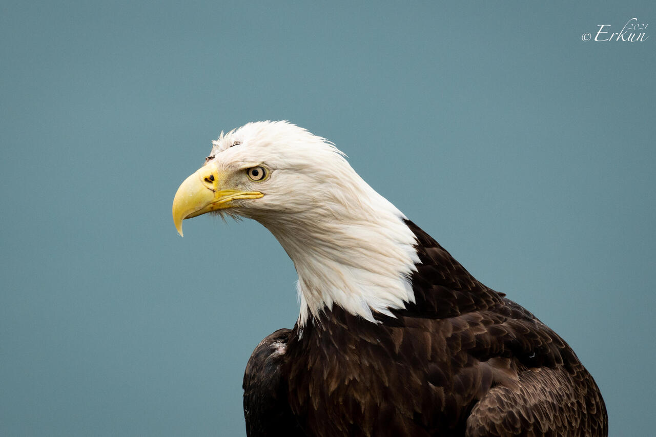 Portrait of a bald eagle — Cordova, AK.