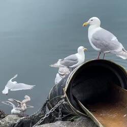 Glaucous-winged gulls at the fish cleaning station — Cordova, AK.