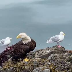 Bald eagle in action — Cordova, AK.