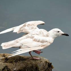 Glaucous-winged gull (juvenile) — Cordova, AK.