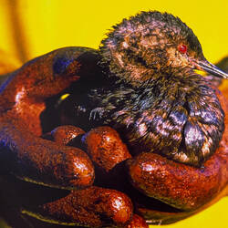 B. Hallinen's photo is representative of the Exxon Valdez oil spill — Cordova Center, AK.