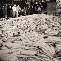 60,000 salmon ... Carlisle Packing Company — Cordova, AK.
