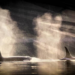 Orcas in the inlet — Cordova Center, AK.
