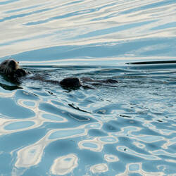 A North Pacific sea otter swimming in the marina — Cordova, AK.