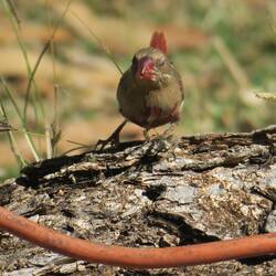 Crimson Finch