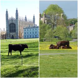 Classic images of cows about Cambridge