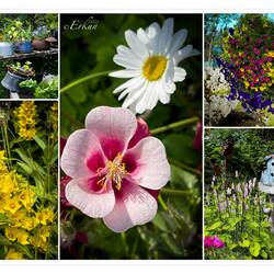 Colorful pocket gardens are a hallmark of the town — Seldovia, AK.