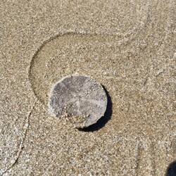 Sand Dollar sea urchin.