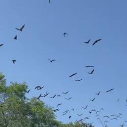 Bats at Pine Creek