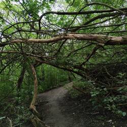 Waldweg