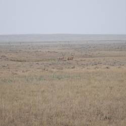 Two huge mule deer bucks