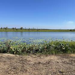 Mary River wetlands