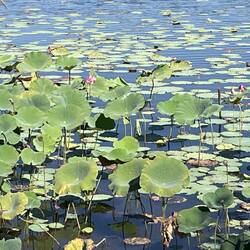 Large lilypads. Not sure what lies beneath.....