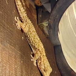 Geckbert der Eitle (mag es ganz nah fotografiert zu werden)