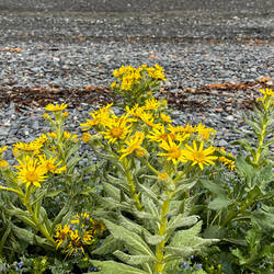 These yellow flowers abound above the tideline — Kachemak Bay ... Homer, AK.